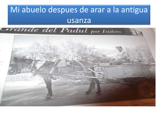 Mi abuelo despues de arar a la antigua
usanza