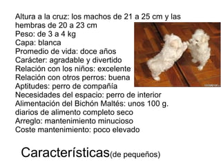 Altura a la cruz: los machos de 21 a 25 cm y las
hembras de 20 a 23 cm
Peso: de 3 a 4 kg
Capa: blanca
Promedio de vida: doce años
Carácter: agradable y divertido
Relación con los niños: excelente
Relación con otros perros: buena
Aptitudes: perro de compañía
Necesidades del espacio: perro de interior
Alimentación del Bichón Maltés: unos 100 g.
diarios de alimento completo seco
Arreglo: mantenimiento minucioso
Coste mantenimiento: poco elevado
Características(de pequeños)
 