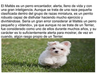 El Maltés es un perro encantador, alerta, lleno de vida y con
una gran inteligencia. Aunque se trata de una raza pequeña
clasificada dentro del grupo de razas miniatura, es un perrito
robusto capaz de disfrutar haciendo mucho ejercicio y
divirtiéndose. Sería un gran error considerar al Maltés un perro
pequeño y «blando», ya que aunque no se trata de un Terrier,
fue considerado como uno de ellos durante muchos años, y su
carácter es lo suficientemente alerta para mostrar, de vez en
cuando, algún rasgo propio de un Terrier.
 