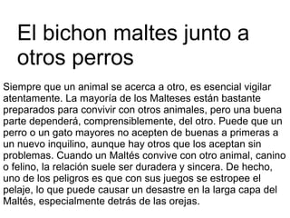 Siempre que un animal se acerca a otro, es esencial vigilar
atentamente. La mayoría de los Malteses están bastante
preparados para convivir con otros animales, pero una buena
parte dependerá, comprensiblemente, del otro. Puede que un
perro o un gato mayores no acepten de buenas a primeras a
un nuevo inquilino, aunque hay otros que los aceptan sin
problemas. Cuando un Maltés convive con otro animal, canino
o felino, la relación suele ser duradera y sincera. De hecho,
uno de los peligros es que con sus juegos se estropee el
pelaje, lo que puede causar un desastre en la larga capa del
Maltés, especialmente detrás de las orejas.
El bichon maltes junto a
otros perros
 