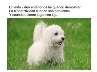 En este video anterior os he querido demostrar
La hiperactividad cuando son pequeños
Y cuando quieren jugar con tigo.
 
