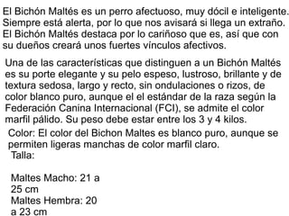 El Bichón Maltés es un perro afectuoso, muy dócil e inteligente.
Siempre está alerta, por lo que nos avisará si llega un extraño.
El Bichón Maltés destaca por lo cariñoso que es, así que con
su dueños creará unos fuertes vínculos afectivos.
Una de las características que distinguen a un Bichón Maltés
es su porte elegante y su pelo espeso, lustroso, brillante y de
textura sedosa, largo y recto, sin ondulaciones o rizos, de
color blanco puro, aunque el el estándar de la raza según la
Federación Canina Internacional (FCI), se admite el color
marfil pálido. Su peso debe estar entre los 3 y 4 kilos.
Color: El color del Bichon Maltes es blanco puro, aunque se
permiten ligeras manchas de color marfil claro.
Talla:
Maltes Macho: 21 a
25 cm
Maltes Hembra: 20
a 23 cm
 