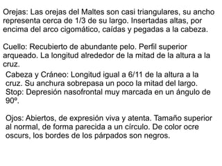 Orejas: Las orejas del Maltes son casi triangulares, su ancho
representa cerca de 1/3 de su largo. Insertadas altas, por
encima del arco cigomático, caídas y pegadas a la cabeza.
Cuello: Recubierto de abundante pelo. Perfil superior
arqueado. La longitud alrededor de la mitad de la altura a la
cruz.
Cabeza y Cráneo: Longitud igual a 6/11 de la altura a la
cruz. Su anchura sobrepasa un poco la mitad del largo.
Stop: Depresión nasofrontal muy marcada en un ángulo de
90º.
Ojos: Abiertos, de expresión viva y atenta. Tamaño superior
al normal, de forma parecida a un círculo. De color ocre
oscurs, los bordes de los párpados son negros.
 