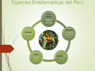 Gallito de las
Rocas
Nombre
Científico
Rupicola
peruviana
Características
Es un aves más
espectacular del
mundo
Localización: Selva
Alta
Altitud:
900 y 2400
m.s.n.m
Alimentación :
fruta e insectos
 