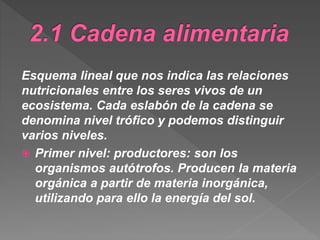 Esquema lineal que nos indica las relaciones
nutricionales entre los seres vivos de un
ecosistema. Cada eslabón de la cadena se
denomina nivel trófico y podemos distinguir
varios niveles.
 Primer nivel: productores: son los
organismos autótrofos. Producen la materia
orgánica a partir de materia inorgánica,
utilizando para ello la energía del sol.
 