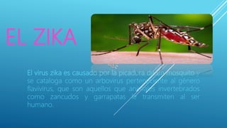 EL ZIKA
El virus zika es causado por la picadura de un mosquito y
se cataloga como un arbovirus perteneciente al género
flavivirus, que son aquellos que animales invertebrados
como zancudos y garrapatas le transmiten al ser
humano.
 