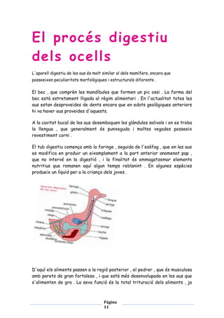 El procés digestiu
dels ocells
L'aparell digestiu de les aus és molt similar al dels mamífers, encara que
posseeixen peculiaritats morfològiques i estructurals diferents .

El bec , que comprèn les mandíbules que formen un pic ossi . La forma del
bec està estretament lligada al règim alimentari . En l'actualitat totes les
aus estan desproveïdes de dents encara que en edats geològiques anteriors
hi va haver aus proveïdes d'aquests.
A la cavitat bucal de les aus desemboquen les glàndules salivals i on es troba
la llengua , que generalment és punxeguda i moltes vegades posseeix
revestiment corni .
El tub digestiu comença amb la faringe , seguida de l'esòfag , que en les aus
es modifica en produir un eixamplament a la part anterior anomenat pap ,
que no intervé en la digestió , i la finalitat és emmagatzemar elements
nutritius que romanen aquí algun temps reblanint . En algunes espècies
produeix un líquid per a la criança dels joves .

D'aquí els aliments passen a la regió posterior , el pedrer , que és musculosa
amb parets de gran fortalesa , i que està més desenvolupada en les aus que
s'alimenten de gra . La seva funció és la total trituració dels aliments , ja

Página
11

 