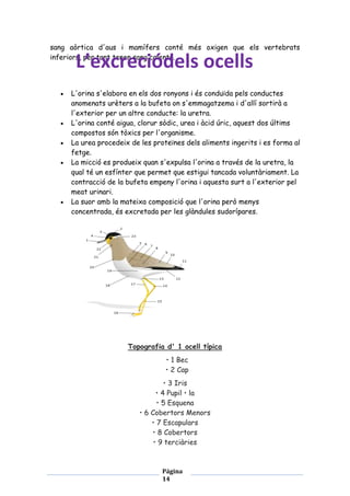 sang aòrtica d'aus i mamífers conté més oxigen que els vertebrats
inferiors, per tant tenen sang calenta.

L’excreciódels ocells

L'orina s'elabora en els dos ronyons i és conduïda pels conductes
anomenats urèters a la bufeta on s'emmagatzema i d'allí sortirà a
l'exterior per un altre conducte: la uretra.
L'orina conté aigua, clorur sòdic, urea i àcid úric, aquest dos últims
compostos són tòxics per l'organisme.
La urea procedeix de les proteïnes dels aliments ingerits i es forma al
fetge.
La micció es produeix quan s'expulsa l'orina a través de la uretra, la
qual té un esfínter que permet que estigui tancada voluntàriament. La
contracció de la bufeta empeny l'orina i aquesta surt a l'exterior pel
meat urinari.
La suor amb la mateixa composició que l'orina però menys
concentrada, és excretada per les glàndules sudorípares.

Topografia d' 1 ocell típica
• 1 Bec
• 2 Cap
• 3 Iris
• 4 Pupil • la
• 5 Esquena
• 6 Cobertors Menors
• 7 Escapulars
• 8 Cobertors
• 9 terciàries

Página
14

 