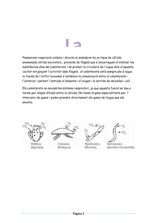 La
respiració

Posseeixen respiració cutània i directa al endoderm ha un tipus de cèl·lula
anomenada cèl·lula excretora , proveïda de flagels que s'encarreguen d'eliminar les
substàncies dins del celenterats i de produir la circulació de l'aigua dins d'aquesta
cavitat mitjançant l'activitat dels flagels . el celenterats està sempre ple d'aigua
ia través de l'orifici bucoanal s'estableix la comunicació entre el celenterats i
l'exterior i permet l'entrada d'aliments i d'oxigen i la sortida de deixalles i co2 .
Els celenterats no necessiten sistema respiratori, ja que aquesta funció es duu a
terme per simple difusió entre la cèl·lula. No tenen òrgans especialitzats per l’
intercanvi de gasos i poden prendre directament els gasos de l’aigua que els
envolta.

Página 3

 