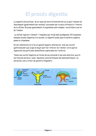 El procés digestiu
La digestió intracel·lular, és un tipus de nutrició heteròtrofa en el qual l'aliment és
descompost (generalment per enzims) i processat per la seva utilització a l'interior
de la cèl·lula. És propi generalment d'organismes molt simples i unicel·lulars com ho
és l'ameba.
La cèl·lula ingereix l'aliment i l'engloben per mitjà dels seudópodos. Els lisosomes
aboquen enzims digestius a la vacuola. La digestió acaba quan la matèria orgànica
passa al citoplasma.
En els celenterats no hi ha un aparell digestiu diferenciat, sinó una cavitat
gastrovascular que ocupa la major part de l'interior de l'animal i en la qual es
digereixen les partícules alimentàries capturades de l'exterior.
Tenen una cavitat digestiva en forma de sac proveïda d'una sola obertura, que fa
les funcions de boca i anus. Aquestes característiques són plesiomòrfiques i no
serveixen com a criteri de parentiu filogenètic.

Página 4

 