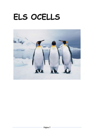 ELS OCELLS

Página 7

 