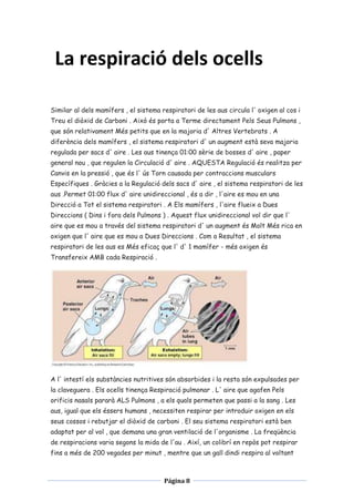 La respiració dels ocells
Similar al dels mamífers , el sistema respiratori de les aus circula l' oxigen al cos i
Treu el diòxid de Carboni . Això és porta a Terme directament Pels Seus Pulmons ,
que són relativament Més petits que en la majoria d' Altres Vertebrats . A
diferència dels mamífers , el sistema respiratori d' un augment està seva majoria
regulada per sacs d' aire . Les aus tinença 01:00 sèrie de bosses d' aire , paper
general nou , que regulen la Circulació d' aire . AQUESTA Regulació és realitza per
Canvis en la pressió , que és l' ús Torn causada per contraccions musculars
Específiques . Gràcies a la Regulació dels sacs d' aire , el sistema respiratori de les
aus .Permet 01:00 flux d' aire unidireccional , és a dir , l'aire es mou en una
Direcció a Tot el sistema respiratori . A Els mamífers , l'aire flueix a Dues
Direccions ( Dins i fora dels Pulmons ) . Aquest flux unidireccional vol dir que l'
aire que es mou a través del sistema respiratori d' un augment és Molt Més rica en
oxigen que l' aire que es mou a Dues Direccions . Com a Resultat , el sistema
respiratori de les aus es Més eficaç que l' d' 1 mamífer - més oxigen és
Transfereix AMB cada Respiració .

A l' intestí els substàncies nutritives són absorbides i la resta són expulsades per
la claveguera . Els ocells tinença Respiració pulmonar . L' aire que agafen Pels
orificis nasals pararà ALS Pulmons , a els quals permeten que passi a la sang . Les
aus, igual que els éssers humans , necessiten respirar per introduir oxigen en els
seus cossos i rebutjar el diòxid de carboni . El seu sistema respiratori està ben
adaptat per al vol , que demana una gran ventilació de l'organisme . La freqüència
de respiracions varia segons la mida de l'au . Així, un colibrí en repòs pot respirar
fins a més de 200 vegades per minut , mentre que un gall dindi respira al voltant

Página 8

 