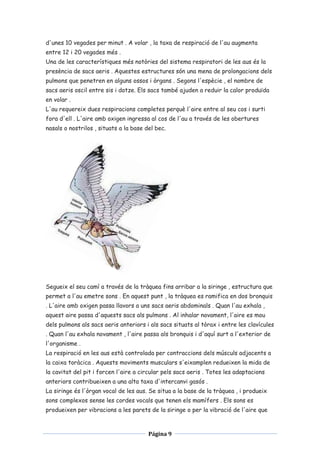 d'unes 10 vegades per minut . A volar , la taxa de respiració de l'au augmenta
entre 12 i 20 vegades més .
Una de les característiques més notòries del sistema respiratori de les aus és la
presència de sacs aeris . Aquestes estructures són una mena de prolongacions dels
pulmons que penetren en alguns ossos i òrgans . Segons l'espècie , el nombre de
sacs aeris oscil entre sis i dotze. Els sacs també ajuden a reduir la calor produïda
en volar .
L'au requereix dues respiracions completes perquè l'aire entre al seu cos i surti
fora d'ell . L'aire amb oxigen ingressa al cos de l'au a través de les obertures
nasals o nostrilos , situats a la base del bec.

Segueix el seu camí a través de la tràquea fins arribar a la siringe , estructura que
permet a l'au emetre sons . En aquest punt , la tràquea es ramifica en dos bronquis
. L'aire amb oxigen passa llavors a uns sacs aeris abdominals . Quan l'au exhala ,
aquest aire passa d'aquests sacs als pulmons . Al inhalar novament, l'aire es mou
dels pulmons als sacs aeris anteriors i als sacs situats al tòrax i entre les clavícules
. Quan l'au exhala novament , l'aire passa als bronquis i d'aquí surt a l'exterior de
l'organisme .
La respiració en les aus està controlada per contraccions dels músculs adjacents a
la caixa toràcica . Aquests moviments musculars s'eixamplen redueixen la mida de
la cavitat del pit i forcen l'aire a circular pels sacs aeris . Totes les adaptacions
anteriors contribueixen a una alta taxa d'intercanvi gasós .
La siringe és l'òrgan vocal de les aus. Se situa a la base de la tràquea , i produeix
sons complexos sense les cordes vocals que tenen els mamífers . Els sons es
produeixen per vibracions a les parets de la siringe o per la vibració de l'aire que

Página 9

 