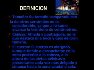 DEFINICION Tamaño: Su tamaño comparado con la de otros serránidos no es considerable, ya que a lo sumo alcanza la treintena de centímetros. Cabeza: Afilada y puntiaguda, en la que destaca una boca y ojos de gran tamaño. El cuerpo: El cuerpo es alargado, aunque tiende a ensancharse en la zona posterior a la cabeza, a la altura de las aletas pélvicas y presentarse cada vez más delgado y sinuoso hacia la zona caudal o cola. 