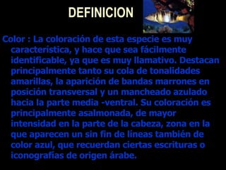 DEFINICION Color : La coloración de esta especie es muy característica, y hace que sea fácilmente identificable, ya que es muy llamativo. Destacan principalmente tanto su cola de tonalidades amarillas, la aparición de bandas marrones en posición transversal y un mancheado azulado hacia la parte media -ventral. Su coloración es principalmente asalmonada, de mayor intensidad en la parte de la cabeza, zona en la que aparecen un sin fin de líneas también de color azul, que recuerdan ciertas escrituras o iconografías de origen árabe. 