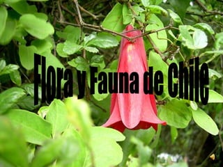 Flora y Fauna de Chile 