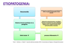 Desconocida
Sistema inmune participa en su
patogenia
Daño tisular  proceso inflamatorio 
infiltración de polimorfonucleares, macrófagos y
linfocitos en las paredes de los vasos sanguíneos y
mediante la síntesis de autoanticuerpos (ANCA)
dirigidos frente a antígenos presentes en los
polimorfonucleares y monocitos.
Se desconoce el mecanismo por el cual aparecen los
ANCA y el papel que desempeñan en estas
vasculitis.
Trénor, P., Martínez, A., Pallardó Y. Vasculitis sistémicas asociadas a ANCA: Granulomatosis de Wegener y Poliangeítis Microscópica
 