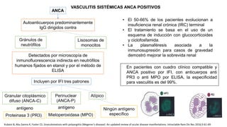 VASCULITIS SISTÉMICAS ANCA POSITIVOS
ANCA
Autoanticuerpos predominantemente
IgG dirigidos contra
Gránulos de
neutrófilos
Lisosomas de
monocitos
Detectados por microscopía de
inmunofluorescencia indirecta en neutrófilos
humanos fijados en etanol y por el método de
ELISA
Incluyen por IFI tres patrones
Granular citoplásmico
difuso (ANCA-C)
Perinuclear
(ANCA-P)
Atípico
Proteinasa 3 (PR3) Mieloperoxidasa (MPO)
antígeno
En pacientes con cuadro clínico compatible y
ANCA positivo por IFI, con anticuerpos anti
PR3 o anti MPO por ELISA, la especificidad
para vasculitis es del 99%.
• El 50-66% de los pacientes evolucionan a
insuficiencia renal crónica (IRC) terminal
• El tratamiento se basa en el uso de un
esquema de inducción con glucocorticoides
y ciclofosfamida.
• La plasmaféresis asociada a la
inmunosupresión para casos de gravedad
demostró mejorar la sobrevida renal
Ningún antígeno
específico
antígeno
Kubaisi B, Abu Samra K, Foster CS. Granulomatosis with polyangiitis (Wegener's disease): An updated review of ocular disease manifestations. Intractable Rare Dis Res 2016;5:61-69.
 