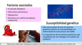 Factores asociados
• A menudo idiopática
• Infecciones pulmonares
• Tabaquismo
• Pacientes con nefritis hereditaria
subyacente
• Hay más pruebas de que los factores
genéticos afectan la susceptibilidad a la
enfermedad de anticuerpos anti-GBM.
• La importancia de los factores genéticos está
respaldada por los hallazgos en modelos de
roedores.
Charles Pusey y Raghu Kalluri. Pathogenesis and diagnosis of anti-GBM antibody (Goodpasture's) disease. Rev UpToDate. 2018
Susceptibilidad genética
 