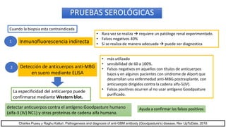 PRUEBAS SEROLÓGICAS
• más utilizado
• sensibilidad de 60 a 100%.
• Falsos negativos en aquellos con títulos de anticuerpos
bajos y en algunos pacientes con síndrome de Alport que
desarrollan una enfermedad anti-MBG postrasplante, con
anticuerpos dirigidos contra la cadena alfa-5(IV).
• Falsos positivos ocurren al no usar antígeno Goodpasture
purificado.
Cuando la biopsia esta contraindicada
Inmunofluorescencia indirecta
Detección de anticuerpos anti-MBG
en suero mediante ELISA
• Rara vez se realiza  requiere un patólogo renal experimentado.
• Falsos negativos 40%
• Si se realiza de manera adecuada  puede ser diagnostica
detectar anticuerpos contra el antígeno Goodpasture humano
(alfa-3 (IV) NC1) y otras proteínas de cadena alfa humana.
La especificidad del anticuerpo puede
confirmarse mediante Western blot.
Ayuda a confirmar los falsos positivos
1
2
Charles Pusey y Raghu Kalluri. Pathogenesis and diagnosis of anti-GBM antibody (Goodpasture's) disease. Rev UpToDate. 2018
 