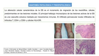 ANATOMÍA PATOLÓGICA Y FISIOPATOLÓGICA
La alteración celular característica de la EB es el incremento de migración de los neutrófilos, células
predominantes en las lesiones iniciales. El principal hallazgo microscópico de las lesiones activas de la EB
es una vasculitis oclusiva mediada por mecanismos inmunes. El infiltrado perivascular revela infiltrados de
linfocitos T, CD4+ y CD8+ y células HLA-DR.
Fuente: Enfermedad de Behçet,William Castillo González I, Javier González-Argote I,
Jorge Hernández Estévez, Sociedad Cubana de Reumatología , Hospital Dr. Miguel
Enríquez. Volumen XVI Número 3, 2014.
 