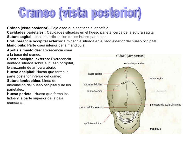 Trabajo Craneo Selene
