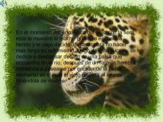 En el momento del encuentro del viejo con la fiera,  esta le muestra al macho quien se encuentra herido y el viejo decide  disparar para no hacer mas largo su sufrimiento, luego de este suceso, se dedica a descansar debajo de una balsa que encuentra en el río, después de un rato  la hembra comienza a pasearse por encima de la balsa, momento en el cual el viejo dispara al animal hiriéndola de muerte. 