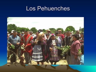 Los Pehuenches 
