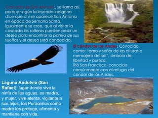 Cascada de San Antonio :, se llama así, porque según la leyenda indígena dice que ahí se aparece San Antonio en época de Semana Santa, igualmente se cree, que al visitar la cascada los solteros pueden pedir un deseo para encontrar la pareja de sus sueños y el deseo será concedido. El cóndor de los Andes : Conocido como: “amo y señor de las alturas o mensajero del sol”, símbolo de libertad y pureza. Rió San Francisco, conocido comúnmente con el refugio del cóndor de los Andes. Laguna Andulvio (San Rafael ): lugar donde vive la ninfa de las aguas, es madre, y mujer, vive atenta, vigilante a sus hijos, los Puraceños como madre los protege, alimenta y mantiene con vida,  