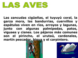 LAS AVES   Las zancudas cigüeñas, el tuyuyú coral, la garza mora, las bandurrias, cuervillos y espátulas viven en ríos, arroyos y lagunas, junto con algunas palmípedas, patos, viguaes y cisnes. Los pájaros más comunes son el pirincho, el urutaú, cardenales, martín pescador, bigua y el carpintero. 