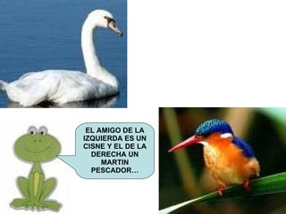 EL AMIGO DE LA IZQUIERDA ES UN CISNE Y EL DE LA DERECHA UN MARTIN PESCADOR… 