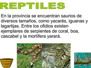 En la provincia se encuentran saurios de diversos tamaños, como yacarés, iguanas y lagartijas. Entre los ofidios existen ejemplares de serpientes de coral, boa, cascabel y la mortífera yarará. REPTILES 