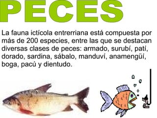 La fauna ictícola entrerriana está compuesta por más de 200 especies, entre las que se destacan diversas clases de peces: armado, surubí, patí, dorado, sardina, sábalo, manduví, anamengüí, boga, pacú y dientudo.  PECES 