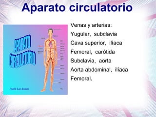 Aparato circulatorio
Venas y arterias:
Yugular, subclavia
Cava superior, ilíaca
Femoral, carótida
Subclavia, aorta
Aorta a...