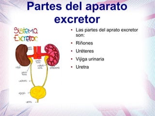 Partes del aparato
excretor
●

Las partes del aprato excretor
son:

●

Riñones

●

Uréteres

●

Vijiga urinaria

●

Uretra

 