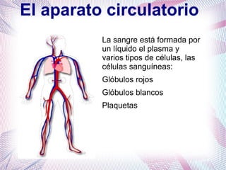 El aparato circulatorio
La sangre está formada por
un líquido el plasma y
varios tipos de células, las
células sanguíneas:...