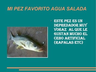 MI PEZ FAVORITO AGUA SALADA ESTE pez es un depredador muy voraz  al que le gustan mucho el cebo artificial (rapalas etc)  