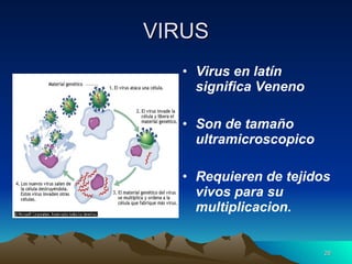 VIRUS Virus en latín significa Veneno Son de tamaño ultramicroscopico Requieren de tejidos vivos para su multiplicacion. 