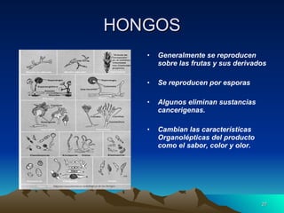 HONGOS Generalmente se reproducen  sobre las frutas y sus derivados Se reproducen por esporas Algunos eliminan sustancias cancerigenas. Cambian las características Organolépticas del producto como el sabor, color y olor. 