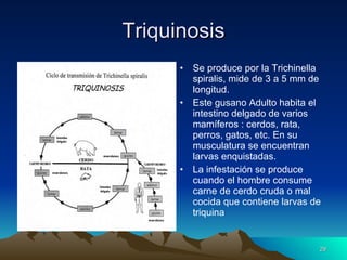 Triquinosis Se produce por la Trichinella spiralis, mide de 3 a 5 mm de longitud. Este gusano Adulto habita el intestino delgado de varios mamíferos : cerdos, rata, perros, gatos, etc. En su musculatura se encuentran larvas enquistadas. La infestación se produce cuando el hombre consume carne de cerdo cruda o mal cocida que contiene larvas de triquina 