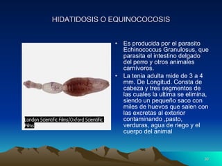 HIDATIDOSIS O EQUINOCOCOSIS Es producida por el parasito Echinococcus Granulosus, que parasita el intestino delgado del perro y otros animales carnívoros. La tenia adulta mide de 3 a 4 mm. De Longitud. Consta de cabeza y tres segmentos de las cuales la ultima se elimina, siendo un pequeño saco con miles de huevos que salen con las excretas al exterior contaminando ,pasto, verduras, agua de riego y el cuerpo del animal 