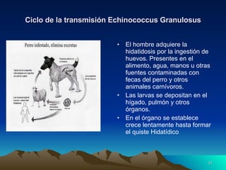 Ciclo de la transmisión Echinococcus Granulosus El hombre adquiere la hidatidosis por la ingestión de huevos. Presentes en el alimento, agua, manos u otras fuentes contaminadas con fecas del perro y otros animales carnívoros. Las larvas se depositan en el hígado, pulmón y otros órganos. En el órgano se establece crece lentamente hasta formar el quiste Hidatídico 