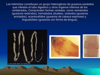 Los helmintos constituyen un grupo heterogéneo de gusanos parásitos que infestan el tubo digestivo y otros órganos internos de los vertebrados. Comprenden formas variadas, como nematodos (gusanos redondos), trematodos (duelas), cestodos (gusanos acintados), acantocéfalos (gusanos de cabeza espinosa) y linguatúlidos (gusanos con forma de lengua). 