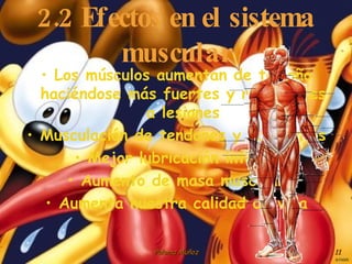 2.2 Efectos en el sistema muscular Los músculos aumentan de tamaño haciéndose más fuertes y resistentes a lesiones Musculación de tendones y ligamentos Mejor lubricación interna Aumento de masa muscular Aumenta nuestra calidad de vida 