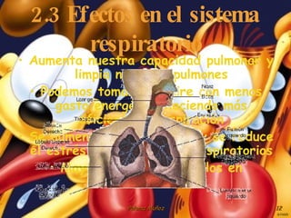 2.3 Efectos en el sistema respiratorio Aumenta nuestra capacidad pulmonar y limpia nuestros pulmones Podemos tomar más aire con menos gasto energético haciendo más eficiente la respiración Se aumenta la oxigenación y se reduce el estrés de los músculos respiratorios Mayor número de alveolos en funcionamiento 
