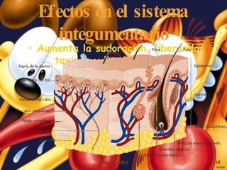 Efectos en el sistema integumentario Aumenta la sudoración, liberando toxinas y limpiando la piel 