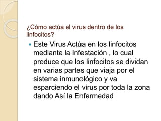 ¿Cómo actúa el virus dentro de los
linfocitos?
 Este Virus Actúa en los linfocitos
mediante la Infestación , lo cual
produce que los linfocitos se dividan
en varias partes que viaja por el
sistema inmunológico y va
esparciendo el virus por toda la zona
dando Así la Enfermedad
 