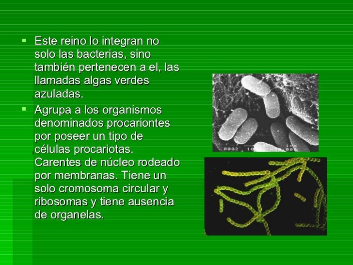 Reino Monera