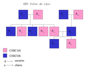 GEN: Color de ojos CHICAS CHICOS A a oscuros claros A_ A_ A_ A_ A_ A_ A_ A_ A_ A_ A_ A_ 