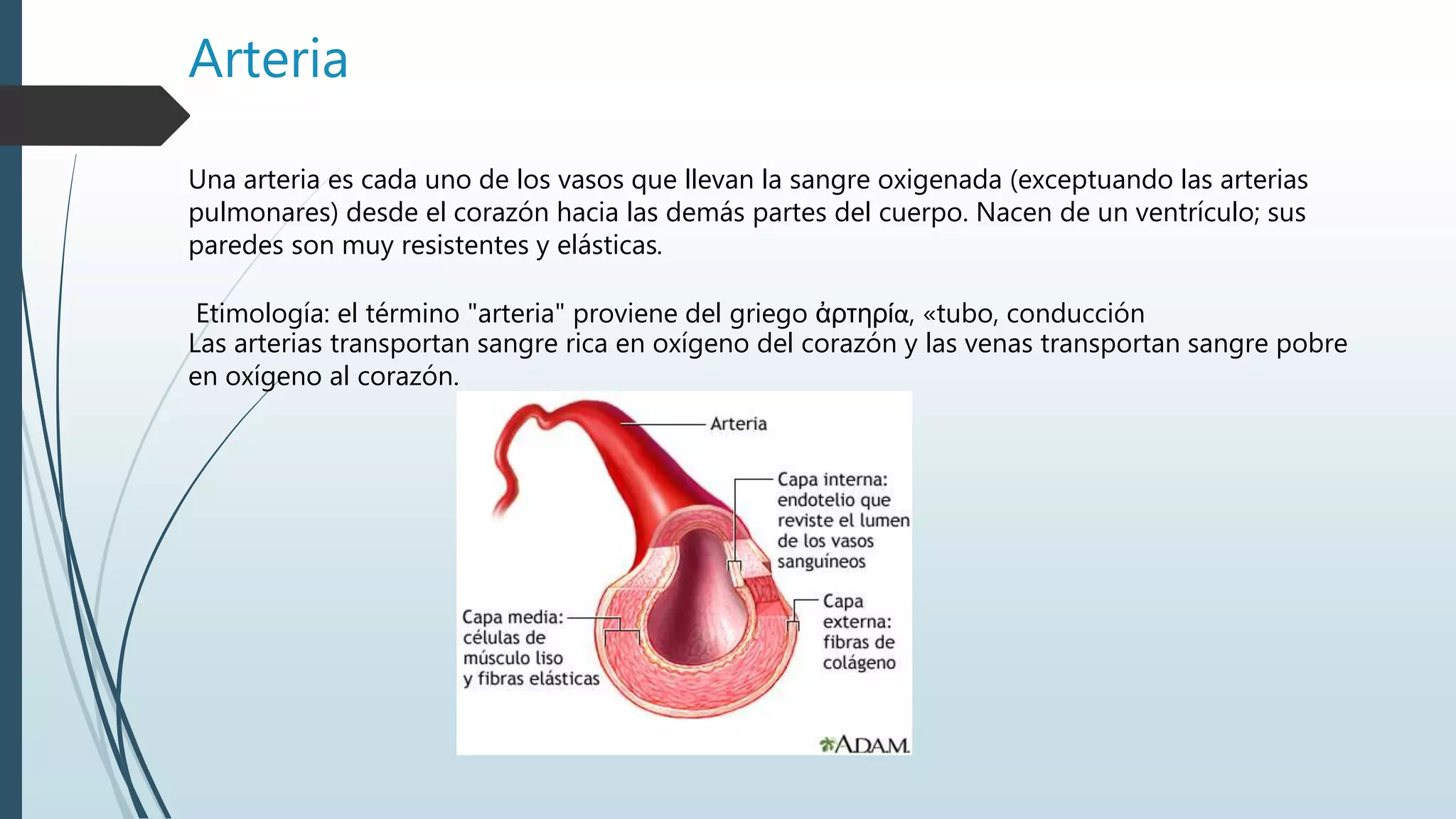 Arteria
Una arteria es cada uno de los vasos que llevan la sangre oxigenada (exceptuando las arterias
pulmonares) desde el corazón hacia las demás partes del cuerpo. Nacen de un ventrículo; sus
paredes son muy resistentes y elásticas.
Etimología: el término "arteria" proviene del griego ἀρτηρία, «tubo, conducción
Las arterias transportan sangre rica en oxígeno del corazón y las venas transportan sangre pobre
en oxígeno al corazón.
 
